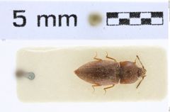 Foto (Dorsalansicht) von Agrypnus candezei (NHMW-ZOO-COL-0008116)